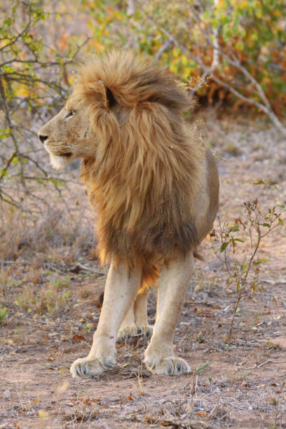 istock a lion, South Africa 1265594482