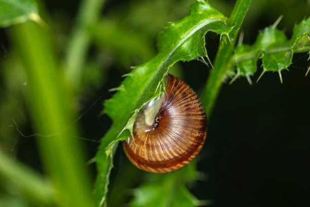 snail in its shell clinging to a green leaf