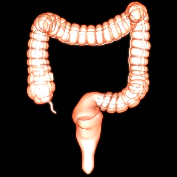 istock Human Digestive System Large Intestine Anatomy 1265596266