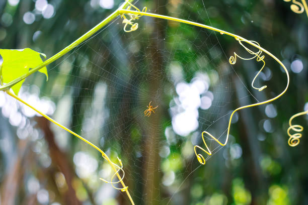 Spider sitting on web with green background, isolated for wallpaper.