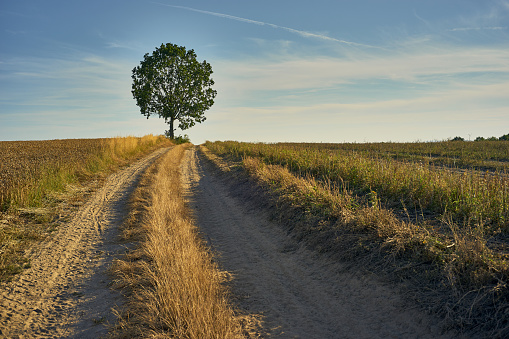 A sunny, August rural landscape with a sandy road leading to a lonely tree among the fields.
