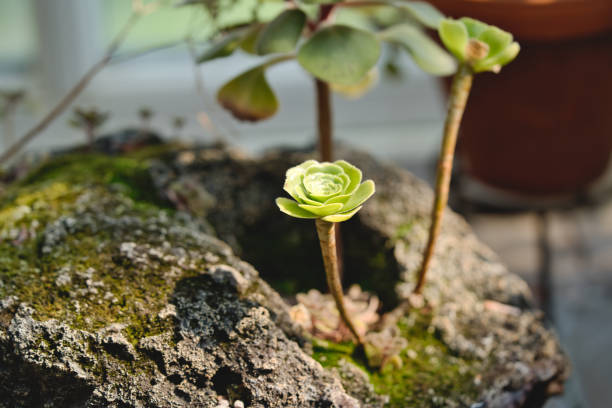 Green rose-like succulent plant growing on stone