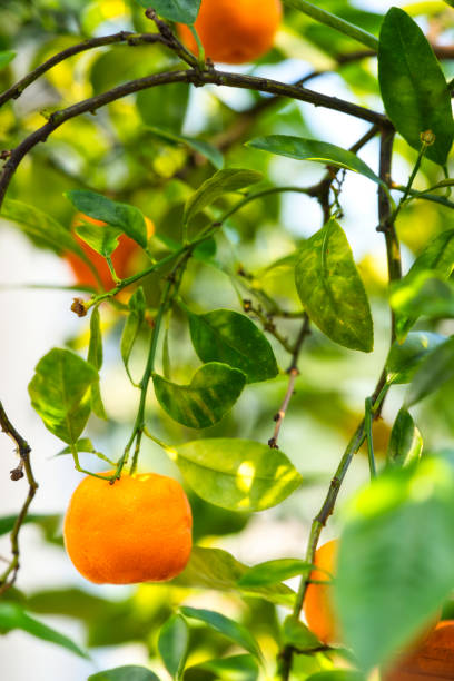 pequeñas naranjas que crecen en ramas delgadas - citrus fruit mandarin orange orange large group of objects fotografías e imágenes de stock