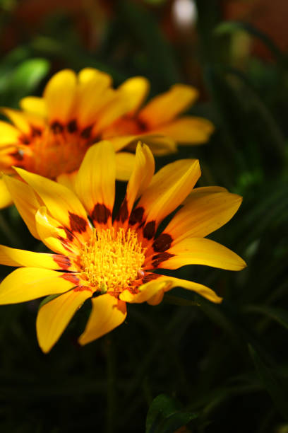 istock Macro shot of yellow daisies 1265600972
