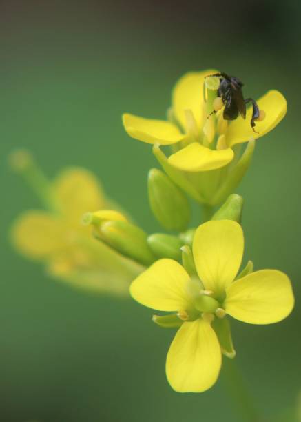 close-up, macro view of a small flying insect, bee pollinating  on a yellow  color mustard plant flower in a home garden in Sri Lanka stock photo