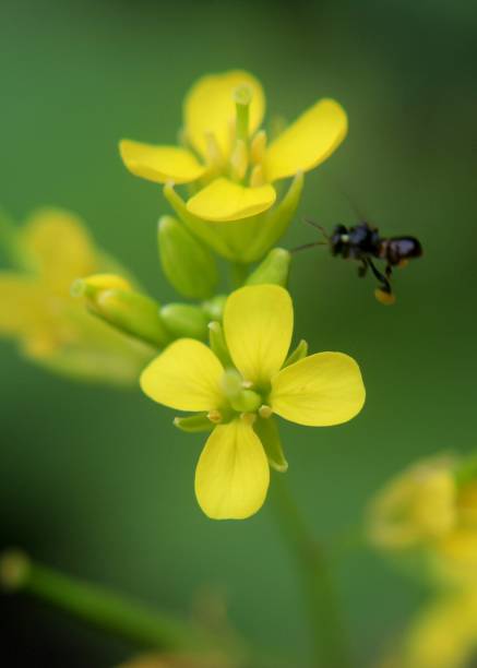 close-up, macro view of a small flying insect, bee pollinating  on a yellow  color mustard plant flower in a home garden in Sri Lanka stock photo