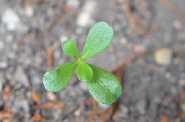 istock A single purslane vegetable plant 1265602648