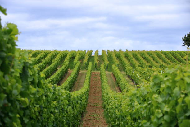 istock Rows with white wine grape plants in the palatinate in Germany 1265603122
