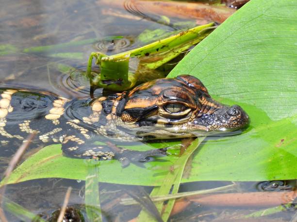 istock American Alligator (Alligator mississippiensis) hatchling resting on a leaf in the Florida wetlands 1265603130