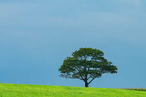 Lone tree in a vast field.