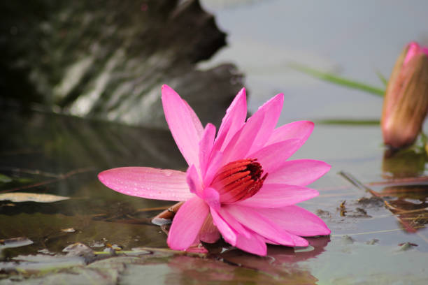 istock Close up blossom lotus flower 1265604891