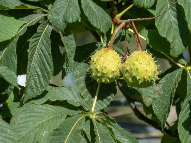 istock sapindaceaa tree with several green fruits in the form of spines. 1265607774