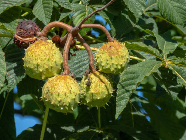 istock sapindaceaa tree with several green fruits in the form of spines. 1265607787