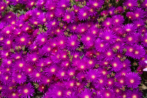 densamente floreciente hardy o trailing iceplant delosperma cooperi también conocido como alfombra rosa - hardy fotografías e imágenes de stock