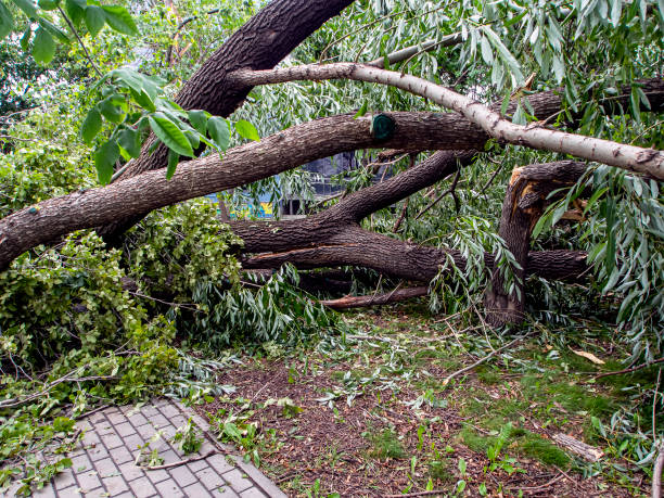 istock trunk of a broken tree during a strong wind in the city 1265608383