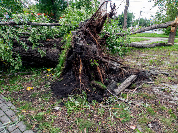 istock roots of a tree torn out by a strong wind in the city 1265608388