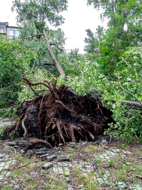istock trunk of a broken tree during a strong wind in the city 1265608404