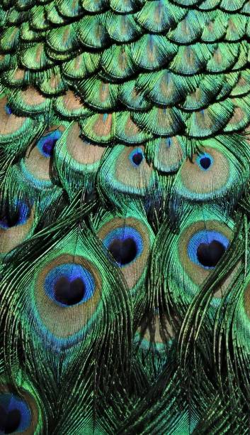 istock Vibrant Colorful Peacock Feathers 1265610439