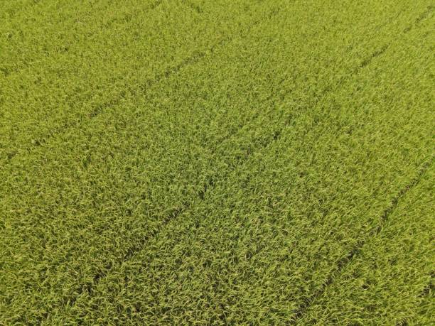 istock Jasmine rice field Nontoxic, greenery for backdrop and website 1265610487