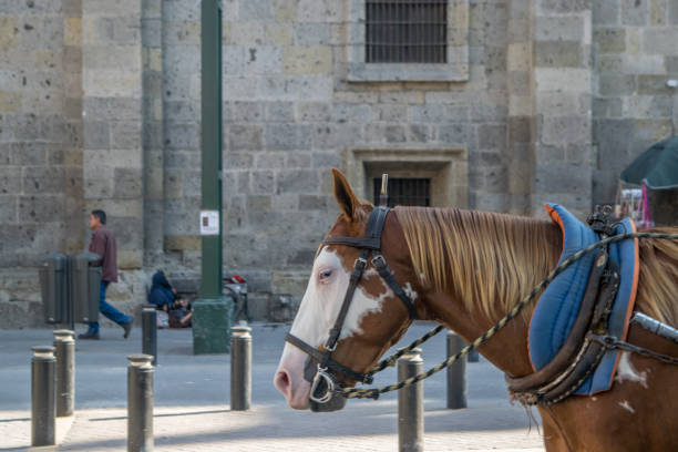 istock Horse on Downtown Guadalajara 1265610545