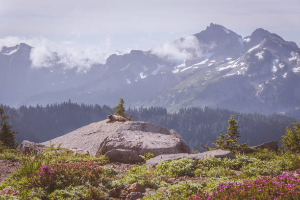 living in mountains is difficult but the hoary marmot has developed and adapted to be able to thrive in the mountains. this breath taking view with the marmot in it provides a lot of value for illustrating mountain life