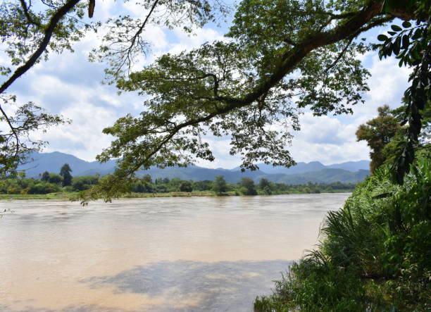 istock Branch hanging over a riverbank in Malaysia 1265612027