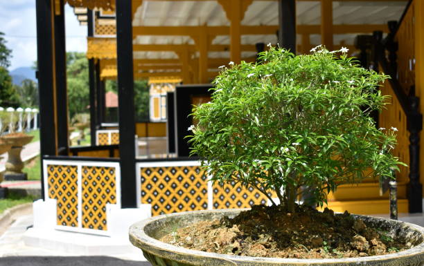 istock Small tree outside a traditional wooden building 1265612461