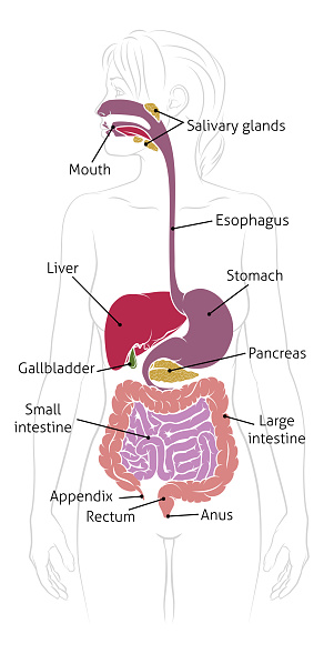 Free download of Science Diagram Female Human Cartoon Diagrams Body  Medicine Artfavor Medical Organs Internal Location Anatomy Organ Labeled  Vector Graphic