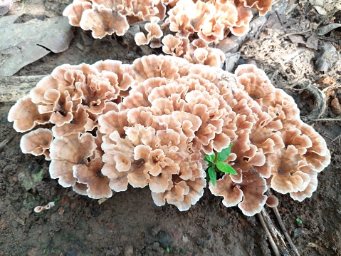 A fungus ( fungi or funguses) is any member of the group of eukaryotic organisms that includes microorganisms such as yeasts and molds, as well as the more familiar mushrooms.Wild fungus.  Phaphud.