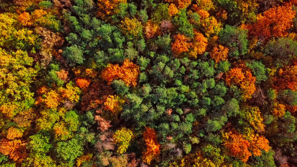 istock Overhead colorful mixed autumn forest aerial background, made directly from above 1265613935