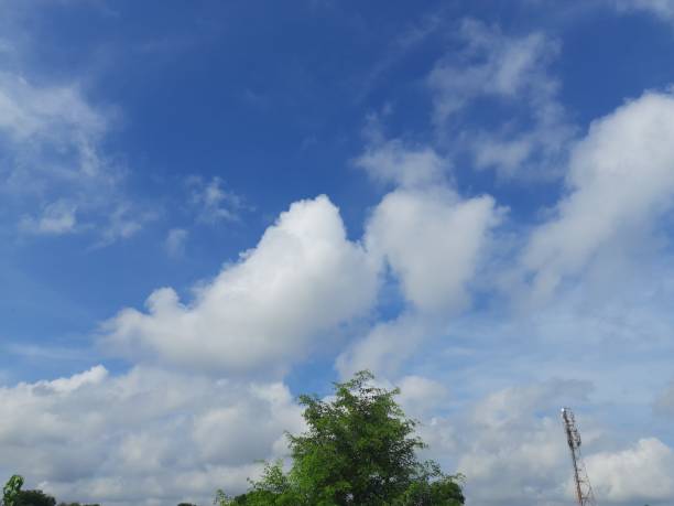 istock Dalbergia sissoo tree in blue sky background. 1265614472