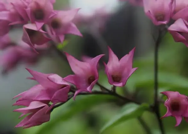 Photo of close up of small bunch of purple color flowers  seen in a home garden in Sri Lanka