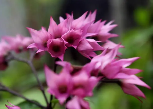 Photo of close up of small bunch of purple color flowers  seen in a home garden in Sri Lanka