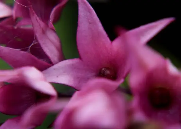 Photo of close up of small bunch of purple color flowers  seen in a home garden in Sri Lanka