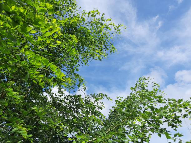 istock Dalbergia sissoo tree in blue sky background. 1265615189