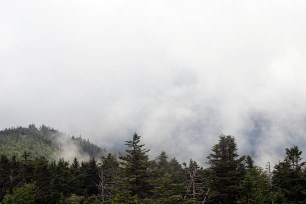 The Great Smoky Mountains - taken near Gatlinburg, Tennessee, with the morning mist covering parts of the mountain. Closeup view