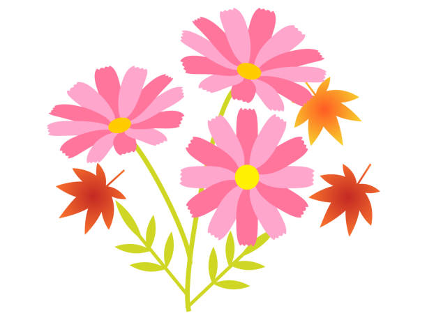 가을 꽃 코스모스 꽃 9월에 대한 스톡 벡터 아트 및 기타 이미지 - 9월, 코스모스, 0명 - Istock