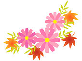 가을 꽃 코스모스 꽃 0명에 대한 스톡 벡터 아트 및 기타 이미지 - 0명, 10월, 11월 - Istock