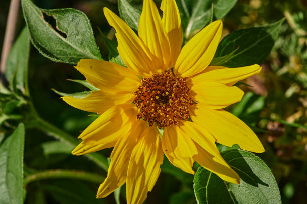 istock Macro shot of a bright yellow sunflower. 1265618531