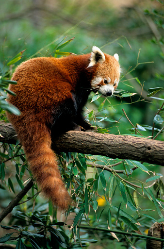 Red Panda in forest of Himalayas