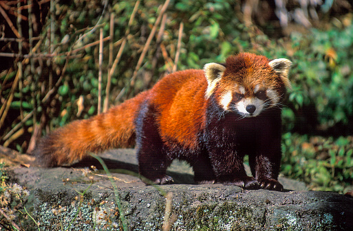 Red Panda in forest of Himalayas