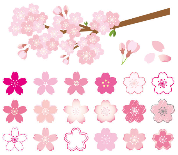 satz kirschblüten-ikone und kirschblütenzweig - kirschbaum stock-grafiken, -clipart, -cartoons und -symbole