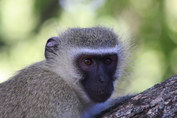istock A vervet monkey in South Africa 1265622248