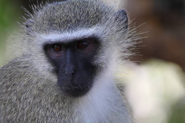 istock A vervet monkey in South Africa 1265622457