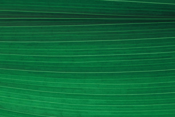 fond de feuille verte ombre rayé texture naturelle foliate modèle abstrait veine aspidistra macro photographie plan rapproché - chlorophyll striped leaf natural pattern photos et images de collection