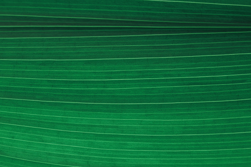 Green Leaf Ombre Striped Natural Foliate Pattern Vein Aspidistra Macro Photography Copy Space Background for presentation, flyer, card, poster, brochure, banner Soft Selective Focus