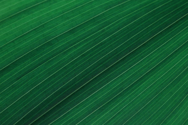 leaf texture green pattern striped background vein aspidistra natural floral abstract pattern close-up macro photography copy space - chlorophyll striped leaf natural pattern photos et images de collection
