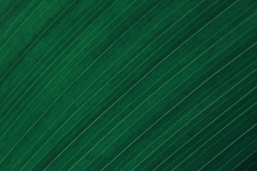 closeup nature view of palms and monstera and fern leaf background. Flat lay, dark nature concept, tropical leaf.