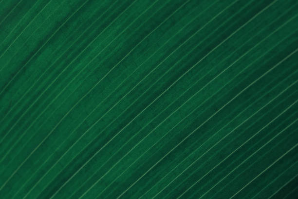 Photo of Green Teal Dark Grunge Background Leaf Vein Aspidistra Foliate Natural Texture Striped Abstract Pattern Macro Photography Extreme Close-Up