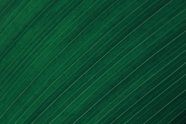 Green Teal Dark Grunge Background Leaf Vein Aspidistra Foliate Natural Texture Striped Abstract Pattern Macro Photography Extreme Close-Up Green Teal Leaf Dark Striped Natural Texture Foliate Pattern Vein Aspidistra Macro Photography Copy Space Background for presentation, flyer, card, poster, brochure, banner Soft Selective Focus emerald green stock pictures, royalty-free photos & images